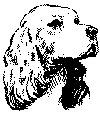 cocker spaniel,1000 bytes