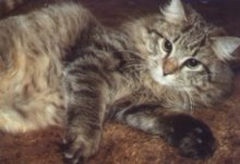 longhair cat, 16700 bytes